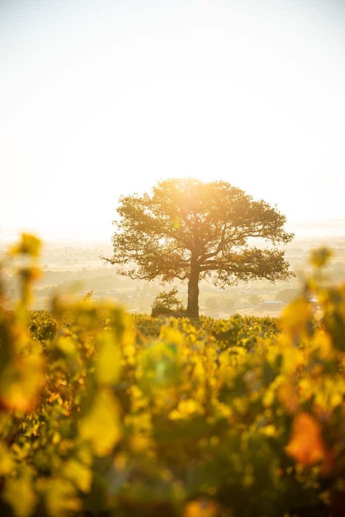 vignes et chai chateau de pizay