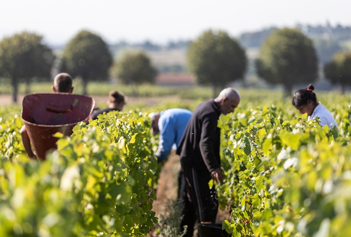 équipe vendanges chateau de pizay