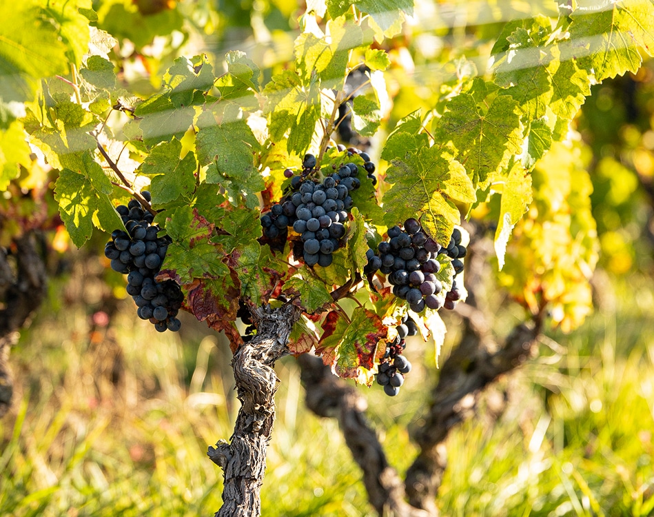 gamay château de pizay