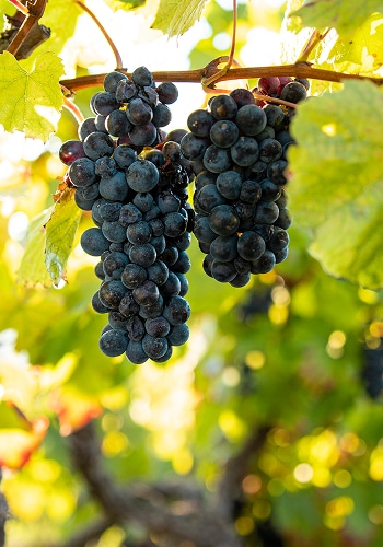 raisin gamay chateau de pizay