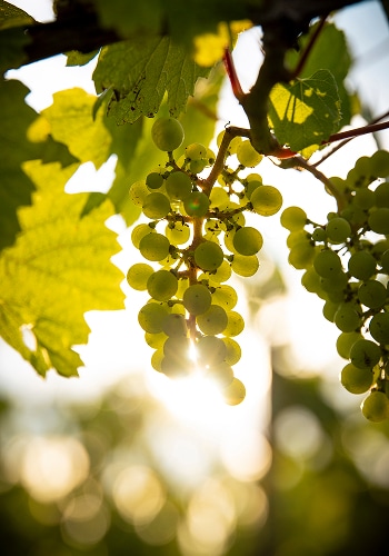 chardonnay chateau depizay