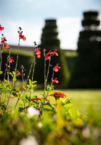 floraison au chateau de pizay