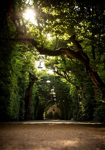 foret du chateau de pizay